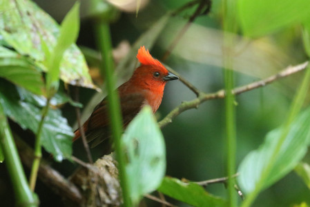 The number of fantastic birds is endless on this tour, like the Crested Ant-Tanager often seen near Jardin...