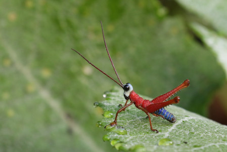 ... the stunning grasshopper Opaon varicolor ...