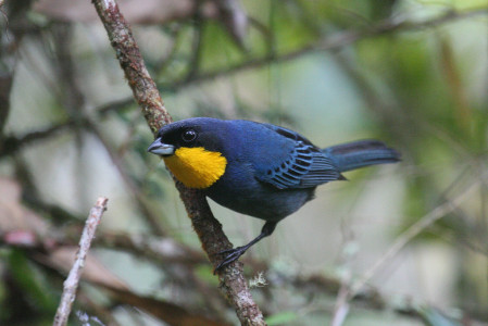 ... the fancy Purplish-mantled Tanager, found in most of the flocks at Las Tangaras ...