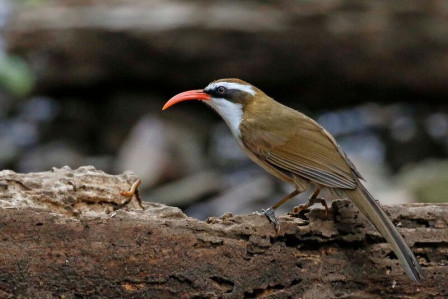 Babblers, such as this Red-billed Scimitar, feature prominently on our Yunnan tour.