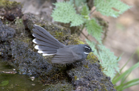 The widespread White-throated Fantail can also be found at several sites we&rsquo;ll visit.