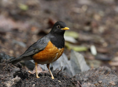 We expect the localised Black-breasted to be the commonest thrush on the tour.