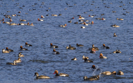 ...some of it searching through waterfowl (here predominantly Red-crested Pochard and Eurasian Coot with a few Gadwall).