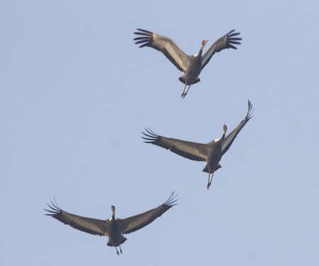 White-naped is one of five species of crane we could see at Poyang...(PH)