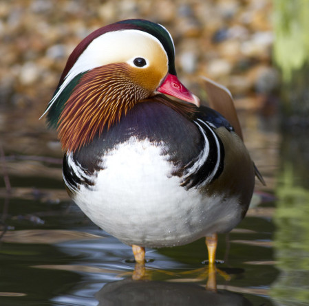 ...while nearby, modest numbers of the exquisite Mandarin Duck remain year round. (PH)