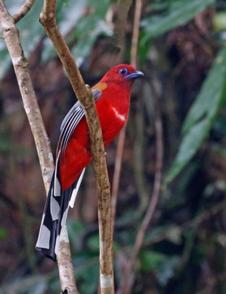 Red-headed Trogon also occurs at several sites we will visit.