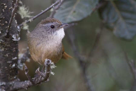 ...or Rufous-tailed Babbler.