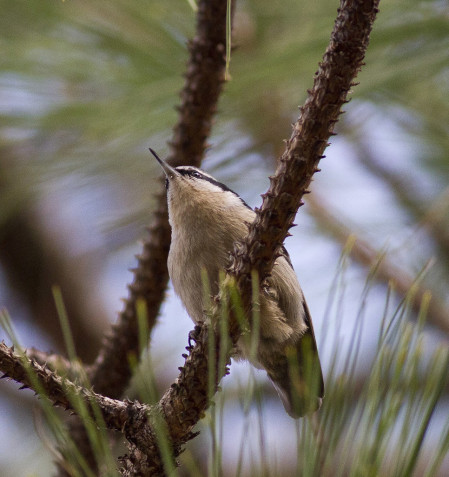 One of the regions&rsquo; more restricted specialities is the aptly named Yunnan Nuthatch.