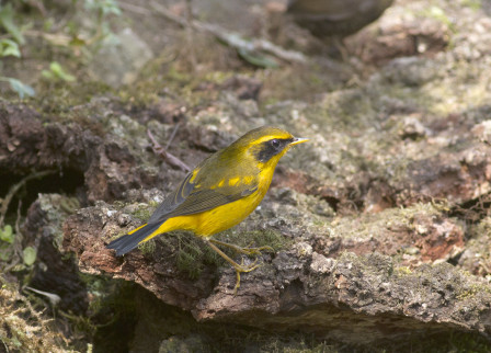 Golden is one of the region&rsquo;s most attractive Bush Robins.