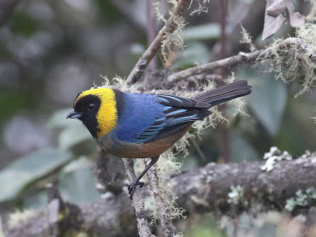 Flocks of tanagers, including the lovely Golden-collared Tanager, are common in the upper part of the Manu road