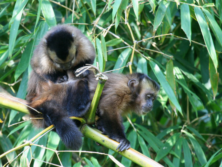 But you may just relax a bit at the lodge during the hot hours of the day, like these two Large-headed Capuchins