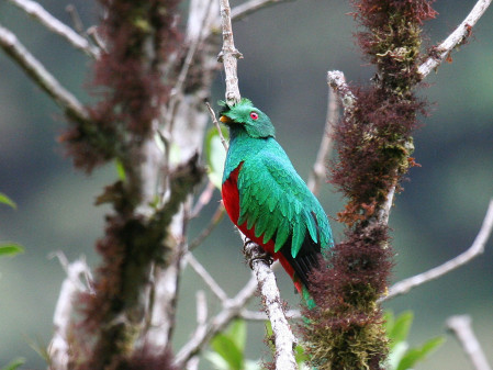 home of the sparkling Crested Quetzal!