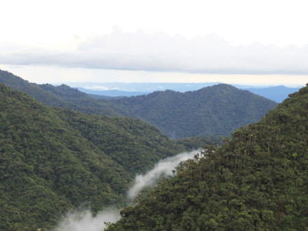 We will drive down the East slope of the Andes, through extensive pristine Cloud Forest