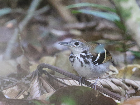 or a Banded Antbird on the forest floor!