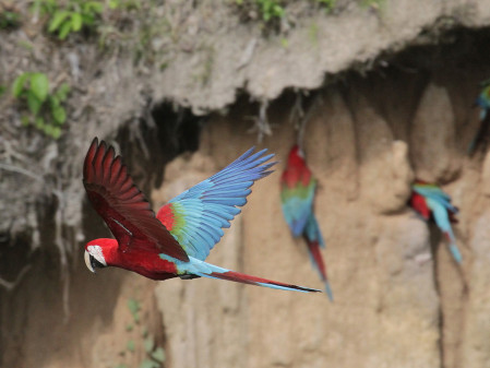 and another morning in front of a clay-lik attracting hundreds of parrots, including these Red-and-green Macaws