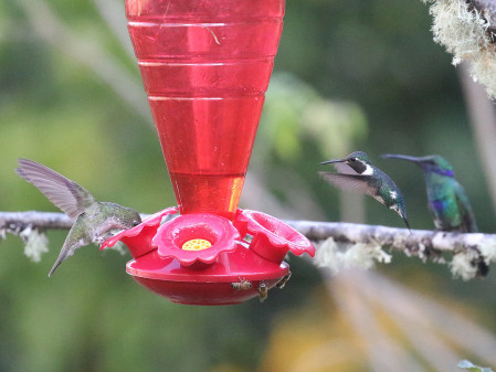 The gardens of these lodges always offer amazing birding passibilities, and most of them have feeders