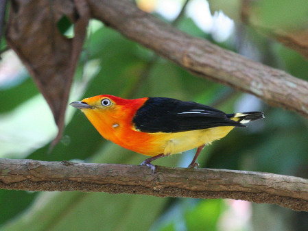 or a Band-tailed Manakin in the understorey