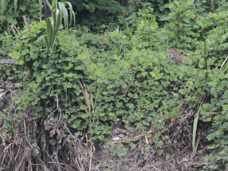 and there is even a chance to spot a jaguar! Can you see it?