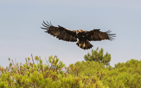 Spanish Imperial Eagle is a conservation success story with numbers increasing year on year. 