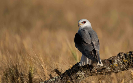 Black-winged Kite is one of the 20 plus prized raptor species we hope to come across on our tour of Andalusia.