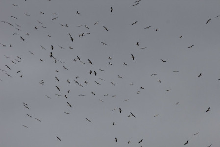 Huge flocks of White Stork can form above the coast as they wait for the right winds to take them to Africa.