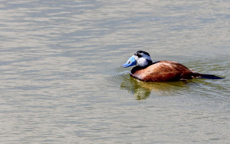 White-headed Duck is yet another endangered wildfowl species we can see on this tour.