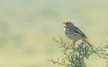 The fields of Andalusia will echo with the &amp;quot;jangling keys&amp;quot; song of Corn Bunting.