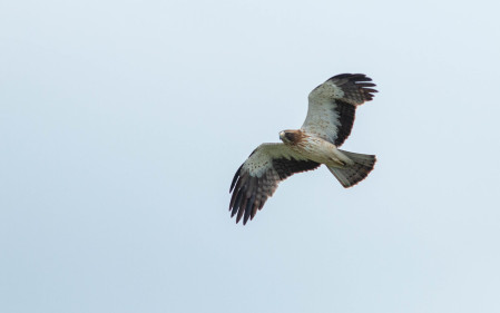 Our tour is timed to perfectly catch the southward migration of raptors like Booted Eagle.