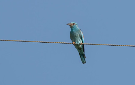 With some luck we may bump into the stunning European Roller. 
