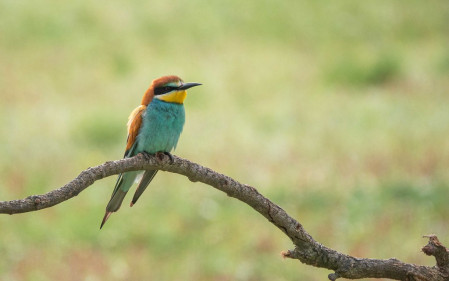 One of Europe's most dazzling species. Our tour is timed to witness the southerly migration to Africa of European Bee-eater