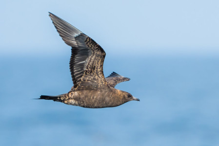 Parasitic Jaeger (Arctic Skua) is a powerful seabird which we should come across on our pelagic trip in the Bay of Cadiz.
&copy; Yeray Seminario