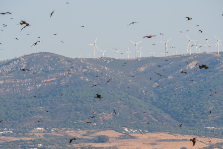 Migrating Black Kites can often fill the skies above the coastal lands around the Strait of Gibraltar.
&copy; Yeray Seminario