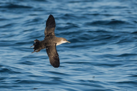 The critically endangered Balearic Shearwater is a prize target of our two pelagic trips.
&copy; Yeray Seminario