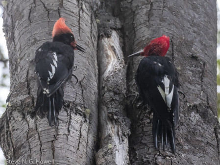 Next stop Ushuaia, southernmost town in the world, where with luck we&rsquo;ll find the impressive Magellanic Woodpecker, here an adult male (right) with begging juvenile male.