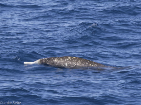 As well as large whales, we have been lucky enough to see Gray&rsquo;s Beaked Whale in these waters.
