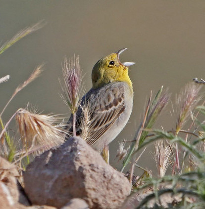  Lying in the sparkling Aegean Sea, the unspoilt island of Lesvos is home to some special birds that can be hard to see elsewhere, such as this beautiful Cinereous Bunting,&hellip;