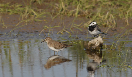 While a Temminck&rsquo;s Stint shares a pool with a White Wagtail