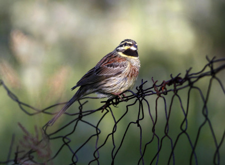 &hellip;the distinctive rattle of Cirl Buntings