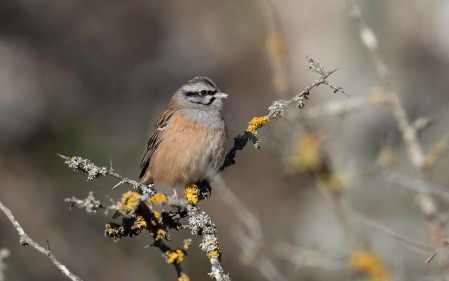 Rock Bunting are a small little bird and a splash of colour in their mountain habitat.