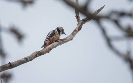 Middle Spotted Woodpecker is just one of many woodpecker species we will search for.