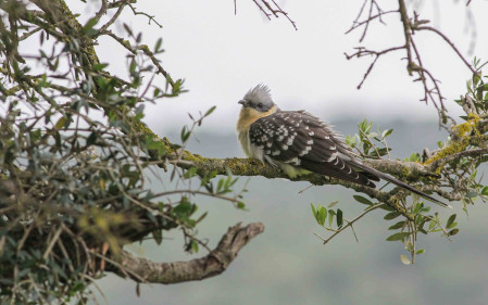 Great Spotted Cuckoo is one of many migrant species we will search for. 