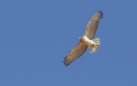 Short-toed Snake Eagle is one of up to 20 bird of prey species we may encounter.
