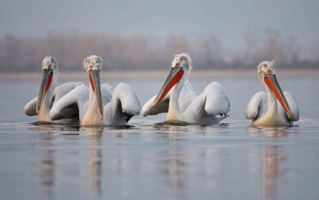 Lake Kerkini is home to the elegant and impressive Dalmatian Pelican.