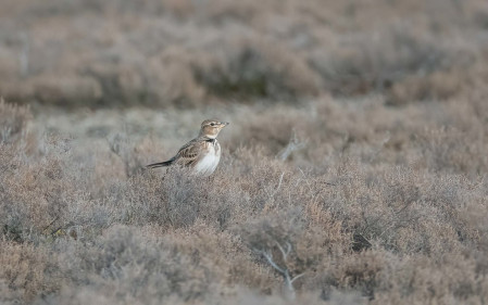 Calandra Lark is a large species of lark and is right at home in the grasslands of northern Greece.