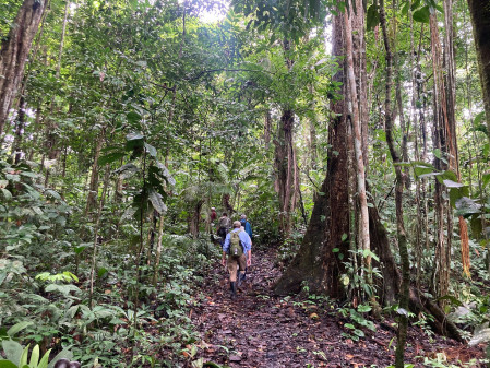 Numerous forest trails provide access to interior of the primary rainforest.