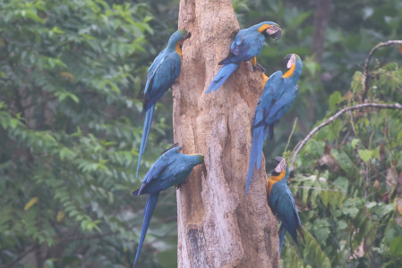 ...or iconic Blue-and-yellow Macaws...