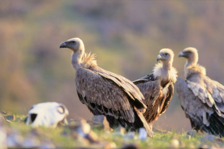 Griffon Vulture is yet another rare bird in Greece which we will get fantastic close up views of. (Photo: PD)