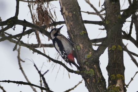 Syrian Woodpecker is a recent success story in the region with its range expanding in recent years. (Photo: PD)
