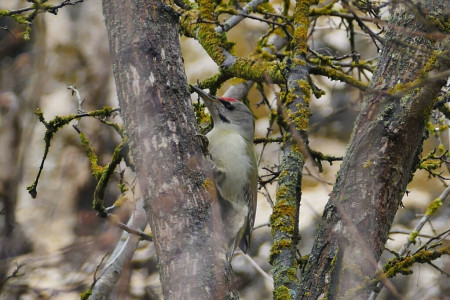 Grey-headed Woodpecker is one of many woodpecker species we hope to find on this tour. (Photo: PD)