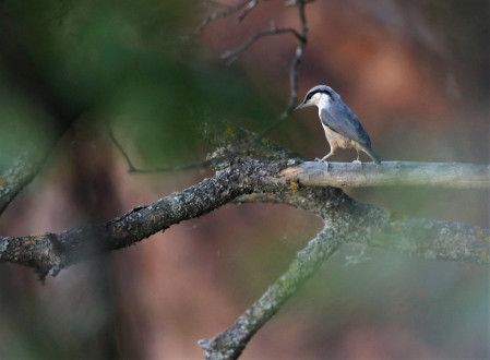 Western Rock Nuthatch is a beautiful and fascinating species which inhabits rocky habitats. (Photo: PD)